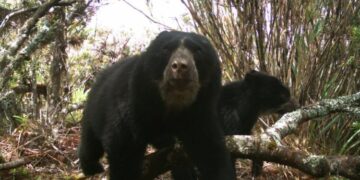 Producción con propósito: desarrollan sistemas agroforestales con café diferenciado como herramienta para proteger el hábitat del oso andino