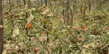 La crisis climática destroza cultivos y condena al hambre a millones de personas