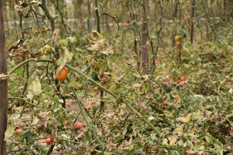 Imagen de archivo de cultivos en mal estado por la pertinaz sequía de la Axarquía, la comarca más oriental de la provincia de Málaga, en una imagen de archivo. EFE/Irene Martín Morales