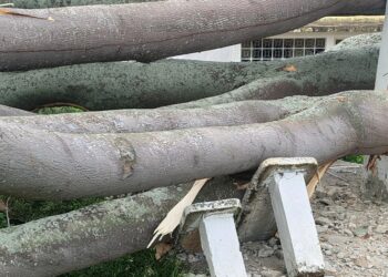 Terreno falso en un sector de avenida dos de Betijoque provocó caída de dos árboles