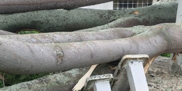 Terreno falso en un sector de avenida dos de Betijoque provocó caída de dos árboles