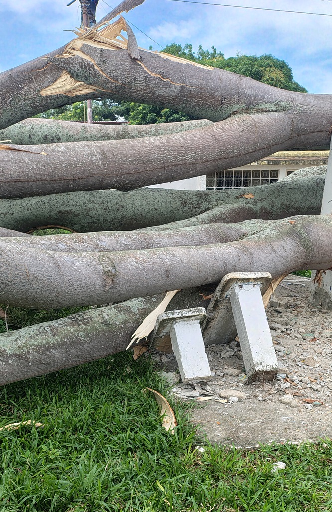 Las toneladas de madera del frente del Cementerio de Betijoque dañaron parte de los útiles del parque.