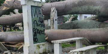 Ningún representante de despacho oficial se da por enterado de los daños que causaron árboles caídos en Betijoque