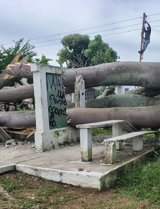 Las frondosas Laras que se precipitaron el parque de Gimnasia ubicado frente al Cementerio de Betijoque