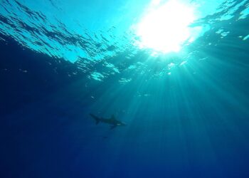Prohibido el comercio mundial de manta raya, tiburón ballena y tiburón oceánico