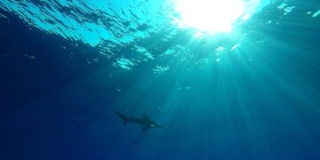 Prohibido el comercio mundial de manta raya, tiburón ballena y tiburón oceánico