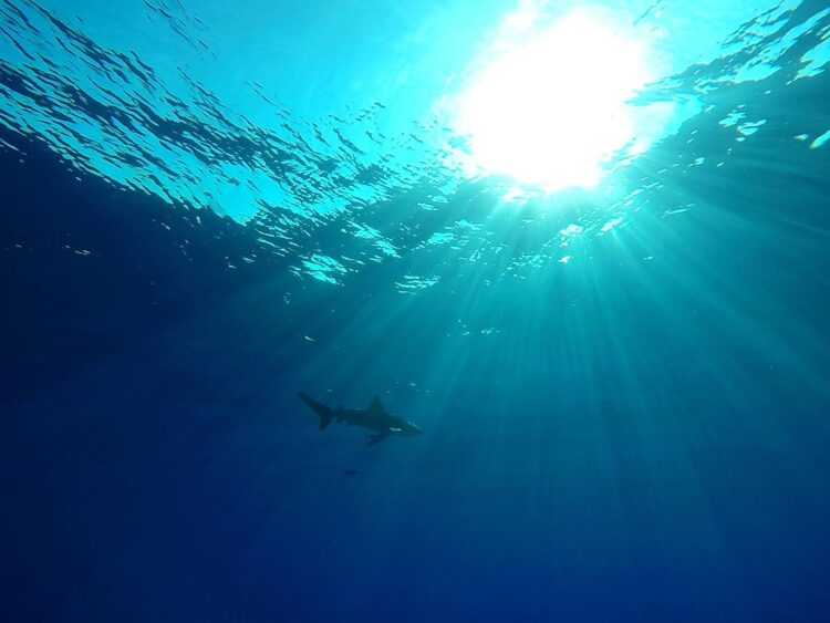 Imagen de archivo de un tiburón oceánico de puntas blancas (longimanus) nadando cerca de la isla Big Brother, a 50 kilómetros de la costa de la ciudad egipcia de Safaga, en el mar Rojo. EFE/ Gamal Diab