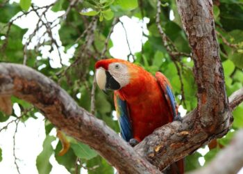 Inicia campaña formativa en protección de la fauna silvestre en Venezuela