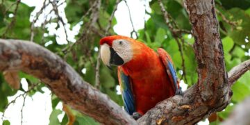 Inicia campaña formativa en protección de la fauna silvestre en Venezuela