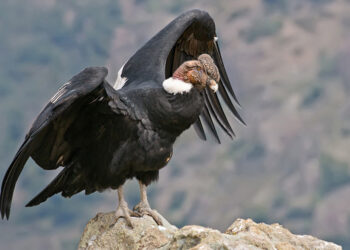 Logran primera postura de huevo fértil de cóndor andino en Mérida tras dos décadas