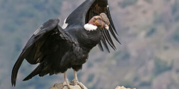 Logran primera postura de huevo fértil de cóndor andino en Mérida tras dos décadas