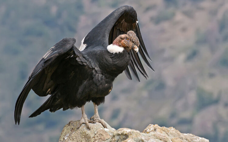 El proyecto busca establecer al menos cinco parejas reproductivas no emparentadas en el país | Foto archivo