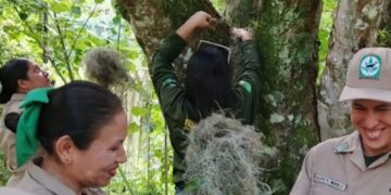 Lote decomisado de barba de palo es reintroducido a la naturaleza en Mérida