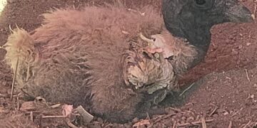 Mérida | Anuncian el nacimiento de especie de cóndor andino en Mundo Safari Zoo