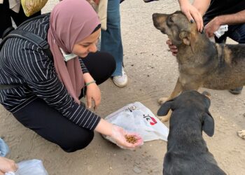 Egipto inicia una campaña para esterilizar en lugar de matar a millones de perros callejeros