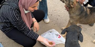 Egipto inicia una campaña para esterilizar en lugar de matar a millones de perros callejeros