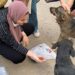 Egipto inicia una campaña para esterilizar en lugar de matar a millones de perros callejeros