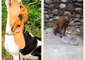 Aparecieron las mascotas robadas en Boconó 