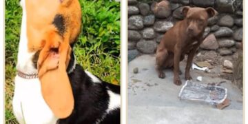 Aparecieron las mascotas robadas en Boconó 