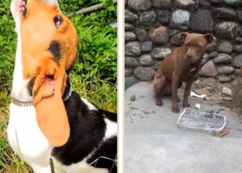 Robaron dos mascotas de niño con necesidades especiales en Boconó 
