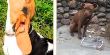 Robaron dos mascotas de niño con necesidades especiales en Boconó 