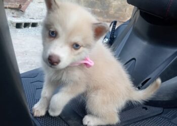 Tercer caso de robo de mascotas en Boconó 