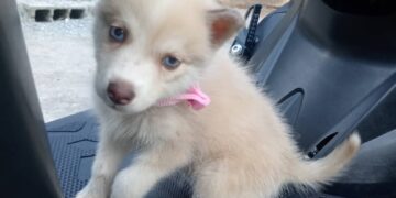 Tercer caso de robo de mascotas en Boconó 