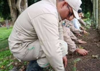 Inparques reforesta el Parque de Boconó 