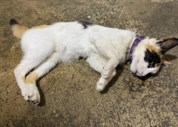 Denuncian envenenamiento y abandono de animales en Boconó 