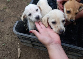 Crueldad y abandono de animales: Denuncian nuevo caso en Boconó 