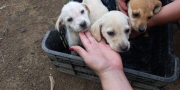 Crueldad y abandono de animales: Denuncian nuevo caso en Boconó 