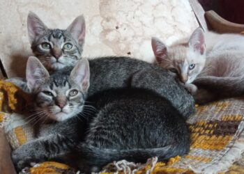 Proteccionistas promueven la adopción de animales en Boconó 