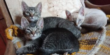 Proteccionistas promueven la adopción de animales en Boconó 