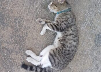 Gato doméstico fue arrollado en Boconó: Varias personas lo patearon mientras moría 