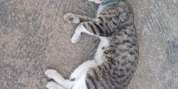 Gato doméstico fue arrollado en Boconó: Varias personas lo patearon mientras moría 