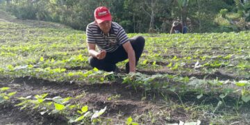 Mérida valida doce variedades de semillas de caraota para producción nacional