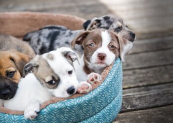 Denuncian negligencia en cuidado de mascotas en Boconó