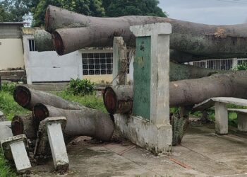 Siguen sin enterarse representantes de organismos oficiales de los daños causados por árboles caídos frente al Cementerio de Betijoque