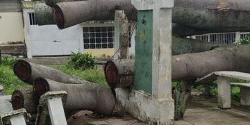 Siguen sin enterarse representantes de organismos oficiales de los daños causados por árboles caídos frente al Cementerio de Betijoque