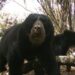 Proyecto Oso Andino confirma reproducción de la especie en Trujillo