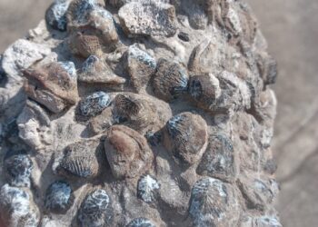 Trujillo | Hallan fósil de tiburón prehistórico en Chejendé y reavivan llamado para reabrir el Museo paleontológico