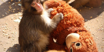 La organización PETA pide trasladar al mono japonés viral a un santuario afirmando que sufre un trauma