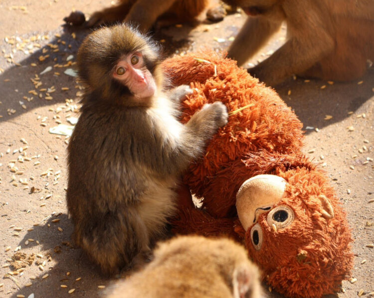 Un pequeño macaco japonés abandonado al nacer en el zoológico de la ciudad de Ichikawa, y que desde entonces no se separa de un peluche que se ha convertido en una madre improvisada, ha conquistado la atención del público en Japón y de las redes sociales. EFE/ Zoológico De La Ciudad Japonesa De Ichikawa