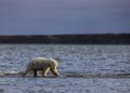 Los osos polares buscan sobrevivir a la reducción de hielo marino cambiando su dieta