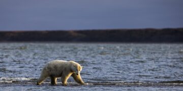 Los osos polares buscan sobrevivir a la reducción de hielo marino cambiando su dieta