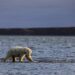 Los osos polares buscan sobrevivir a la reducción de hielo marino cambiando su dieta