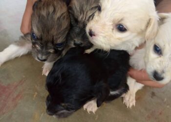 A brindarles un hogar: Cachorros y gatos en adopción en Boconó 