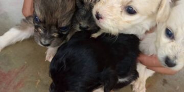 A brindarles un hogar: Cachorros y gatos en adopción en Boconó 