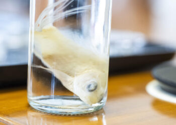 Diseñan un nuevo biotejido con escamas de peces como solución para regenerar córneas