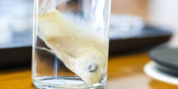 Diseñan un nuevo biotejido con escamas de peces como solución para regenerar córneas